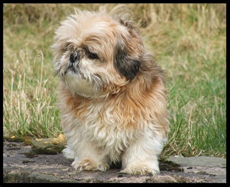 Shih Tzu Puppy Pictures And Wallpapers Nice Wallpapers