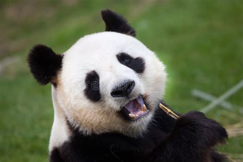 Giant Panda Ailuropoda Melanoleuca Stock Photo Image Of Animal