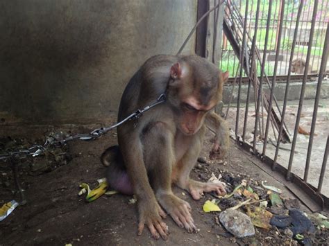 Save The Animals At ‘worlds Worst Zoo Jakarta Animal Aid Network