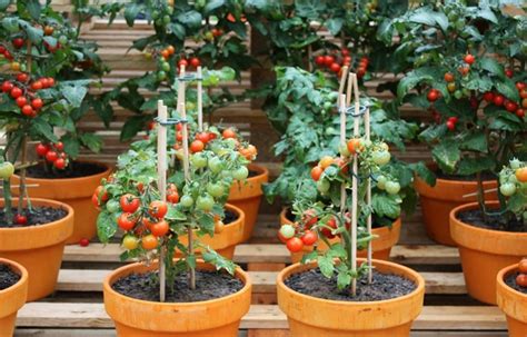 Cara Menanam Tomat Di Pot Kampustanicom