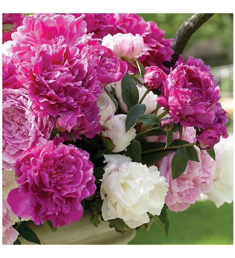 8 Root Double Peony Collection Wind And Weather