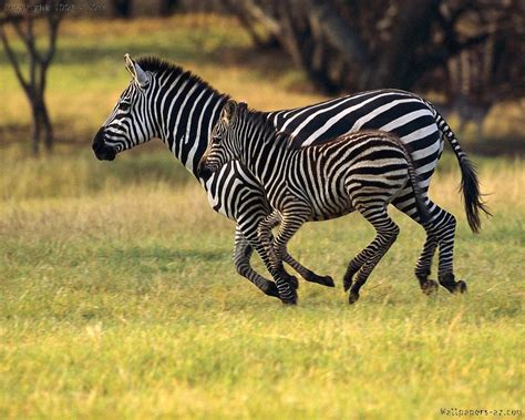 Mom And Baby Zebras Running Together Animals Beautiful Animals Wild
