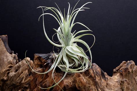 Tillandsia Gardneri Is A Rare Soft Delicate Yet Hardy Air Plant I