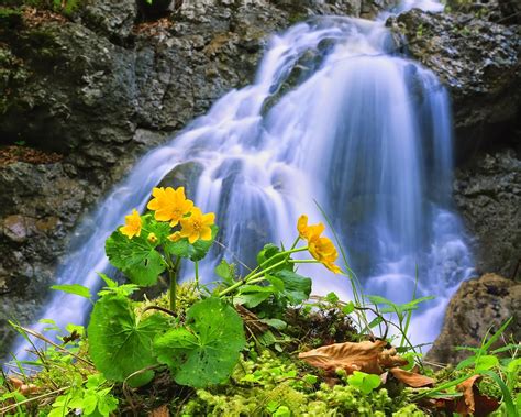 Beautiful Nature Images Waterfall With Flowers