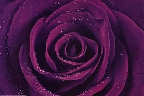 Purple Rose Close Up Art Print Poster Prints Purple Roses Rosé Close Up Close Up Art