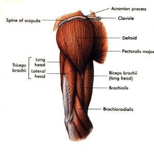 Illustration of the muscles of the right upper arm. Triceps / Biceps Muscle Rupture