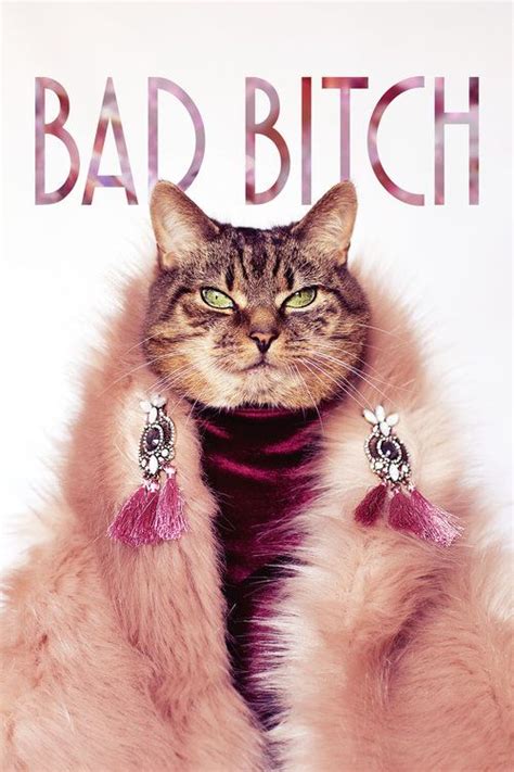 Diva Cat Funny Animal Videos Cat Clothes Cat Cosplay