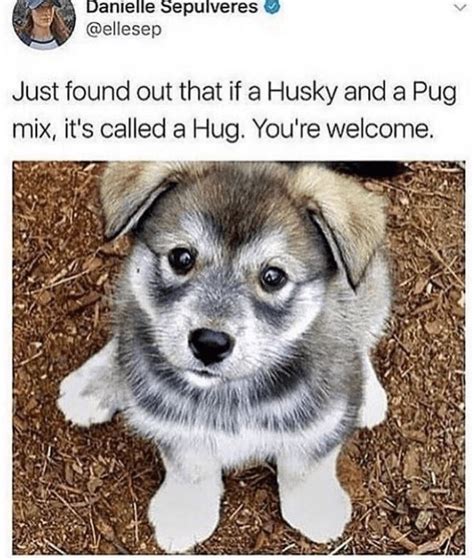 Treat Yourself With These 35 Fresh Hot Doggo Memes Cute