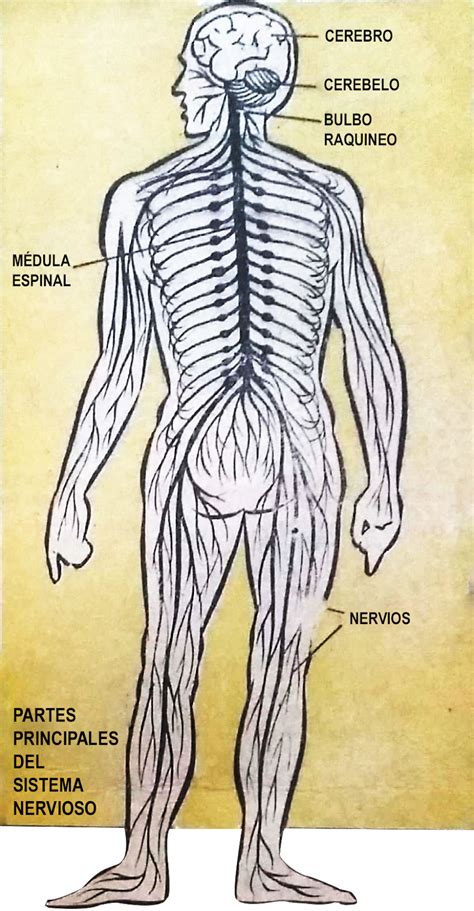 Las Partes Del Sistema Nervioso Central