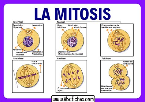 ¿qué Es La Mitosis Las 4 Fases De La Mitosis Explicadas