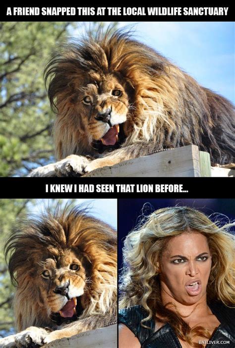 Lion A Truly Majestic Animal Crazy Funny Pictures Funny Lion Funny