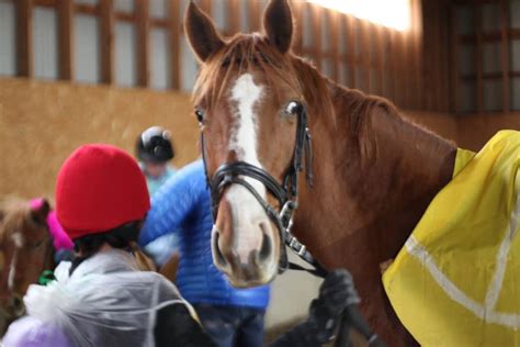 Reader Photo Challenge 14 Surprised Horses Horse Nation