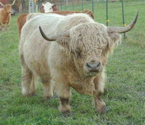 Scottish Highland And Highland Cross Cattle