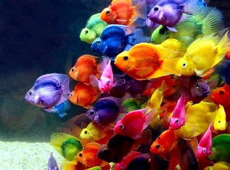 Beautiful Fish Photos Images And Hd Wallpapers