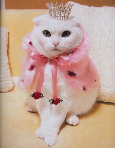 Fashion Cats Pets Cute And Docile