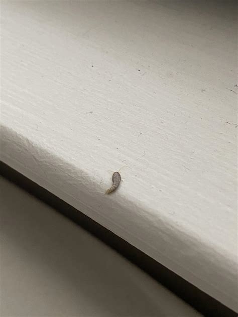 What Is This Bug Found It On My Bed 🤮 Rwhatsthisbug