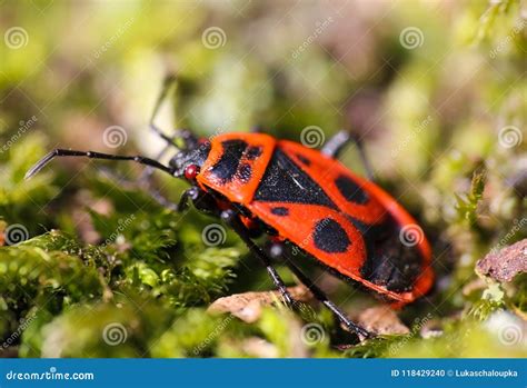 Firebug Pyrrhocoris Apterus In Green Moss From Side Macro Photo Stock