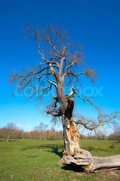 Old Oak Tree In A Park Near Magdeburg Stock Image Colourbox