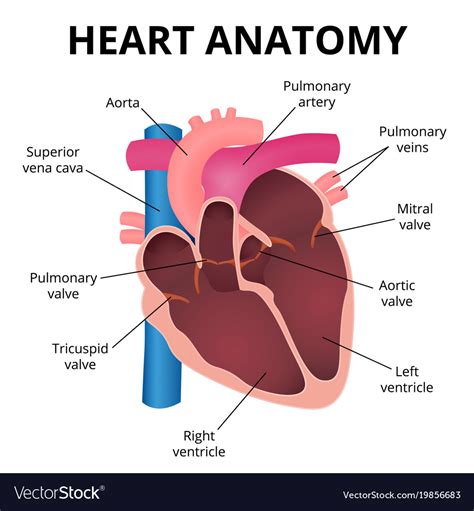 Vector Diagram Human Heart Anatomy Ai Cases Prints Art And Collectibles
