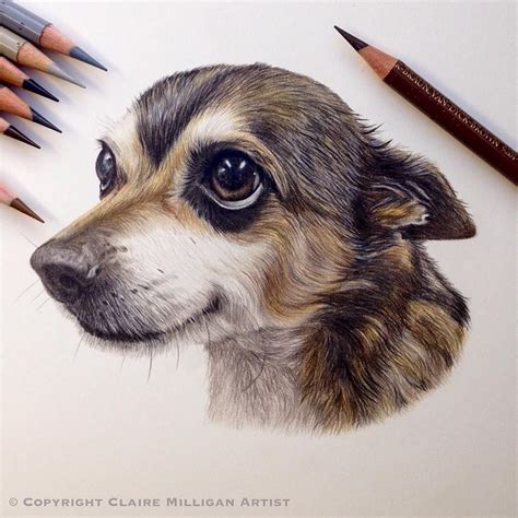 Awesome Colored Pencil Works By Claire Milligan Pet Portrait And Wildlife