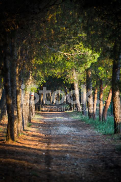Beautiful Green Country Dirt Road Tree Canopy Stock Photo Royalty