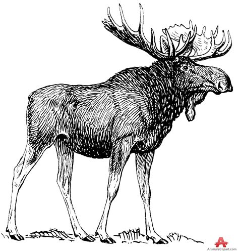 Moose Drawing At Getdrawings Free Download