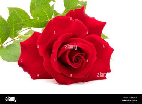 Closeup Of Beautiful Red Rose With Leaves On White Background Stock