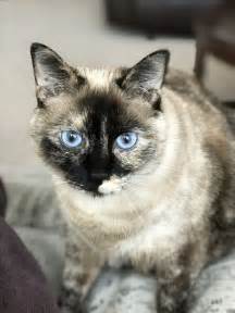 187 Best Tortie Point Siamese Cats Images On Pinterest