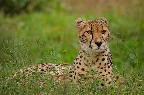 26 Captivating Facts About Cheetahs Fact City