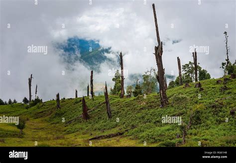 Disease And Deforestation Along The Slopes And Forests On Monsoon