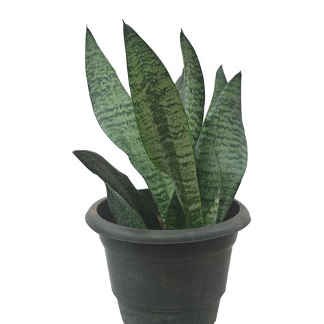 Buy Snake Plant Sansevieria Green Online At Best Price In Kerala From