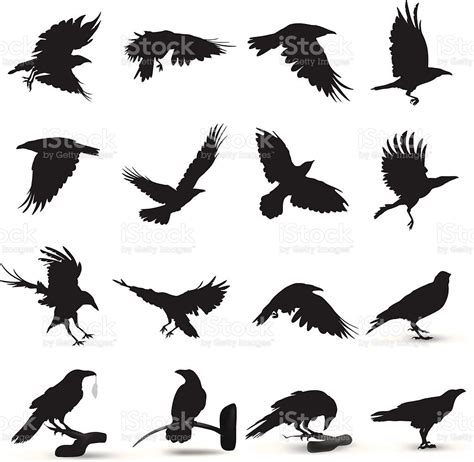 Raven Silhouette Royalty Free Crow Bird Stock Vector Tatoo Bird