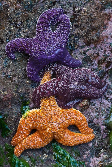 Color Variation In Ochre Sea Star Orange And Purple Color Flickr