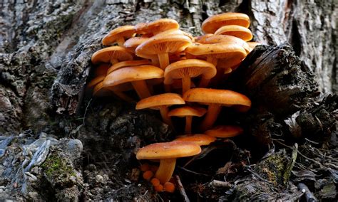 Free Images Nature Forest Autumn Fungus Fungi Woodland