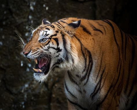 Tiger Tiger Conservation The Devil Is In The Detail Telegraph India
