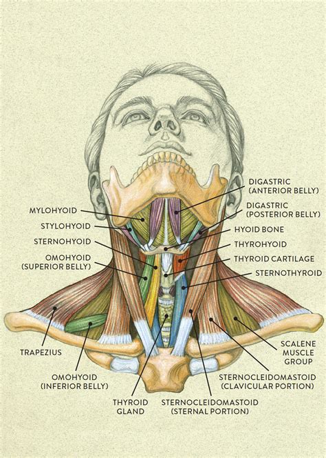 Diagram Diagram Of The Anatomy Mydiagramonline