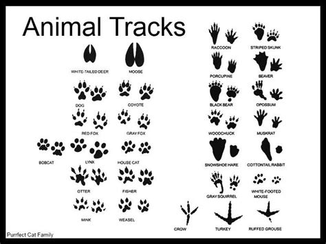 Animal Tracks Fun With Kids Pinterest
