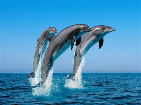 Dolphin Endangered Animals Pinterest