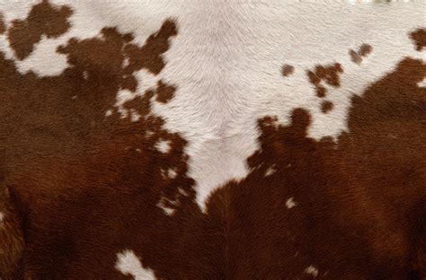 Texture Cow Fur Stock Photo Download Image Now Istock