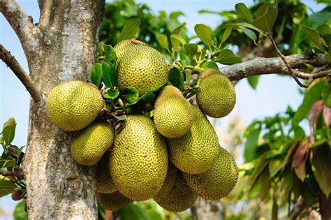 What Is Jackfruit And Why Should You Try It