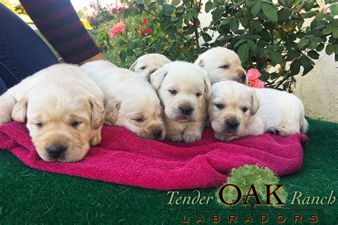 Our counselors will help you choose the best canine for your home & lifestyle. Yellow Lab Puppies in San Diego | Labrador Retriever Puppies