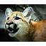 Puma Cub Photograph By John Olson