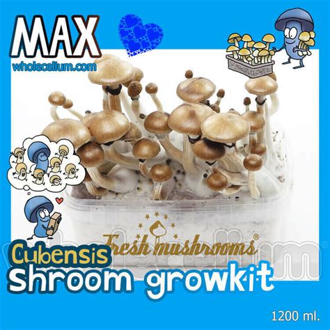 Psilove Max Kit Magic Truffles Magic Mushrooms Grow Kits Microdose Psilocybin