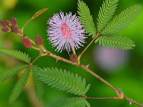 Mimosa Pudica Sensitive Plant World Of Flowering Plants