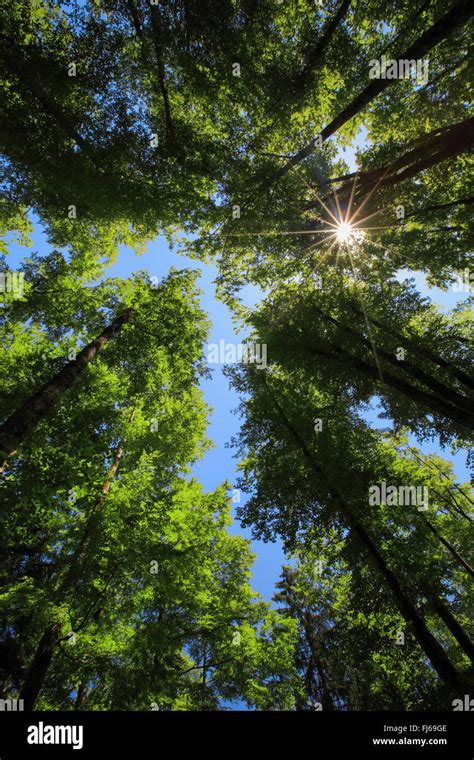 Comunes De haya Fagus sylvatica vista a las copas de los árboles con