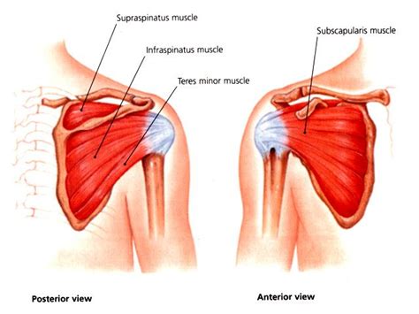 It also depicts right half of the diaphragm, muscles of the posterior abdominal wall, and muscles of the right hand and right foot. Rotator Cuff Surgery Atlanta | Rotator Cuff Repair Atlanta ...