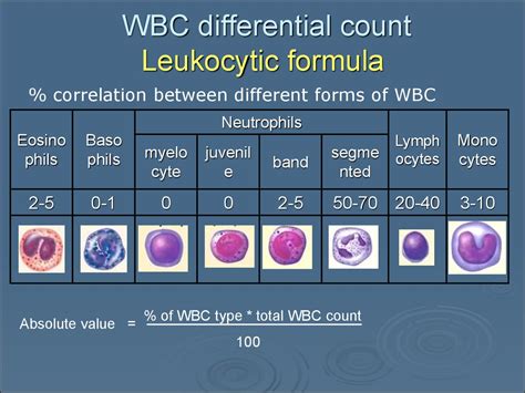 Wbc Pathology Subject 11 презентация онлайн