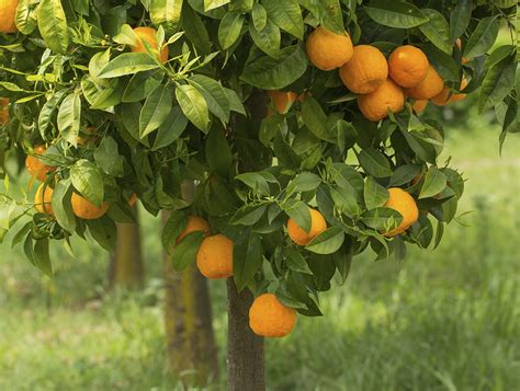 Moving Citrus Trees | Daltons