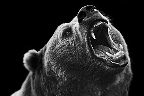 Black And White Bear Head Grizzly Bear Photography Grizzly Bear