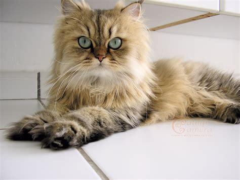 Despite their appearances in cat food commercials, persians can come in a wide range of colors and varieties. 31 Most Beautiful Persian Cat Pictures And Photos